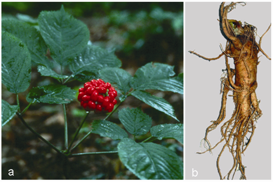 Panax Ginseng