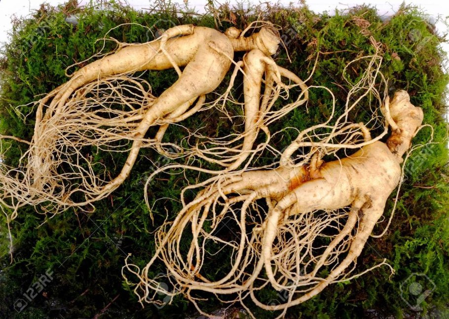Panax japonicus