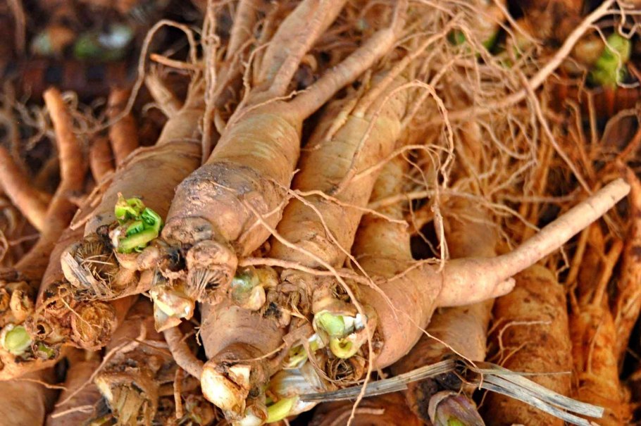 Самый маленький roots