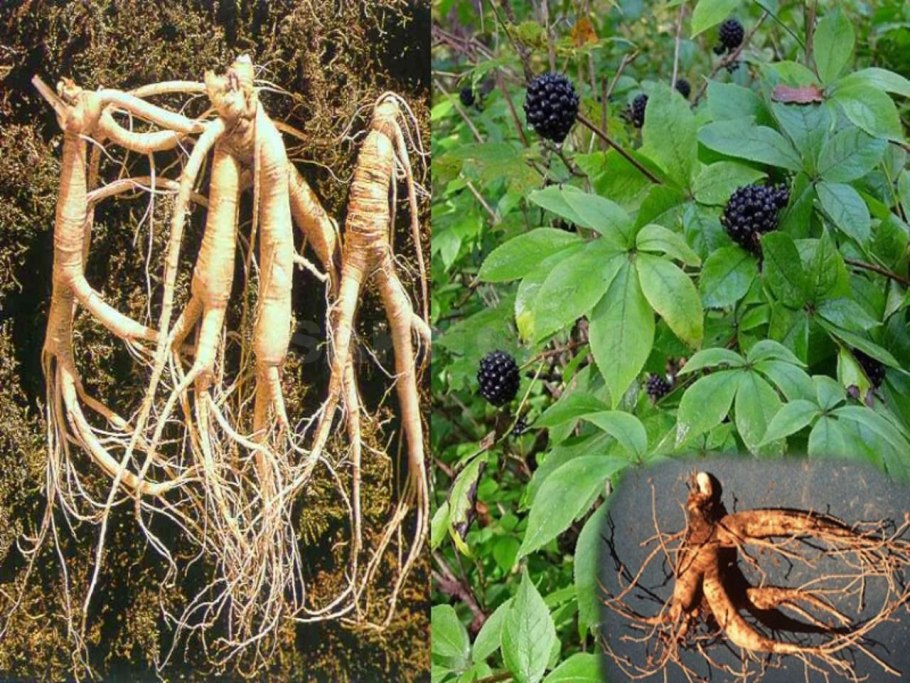 Panax pseudoginseng