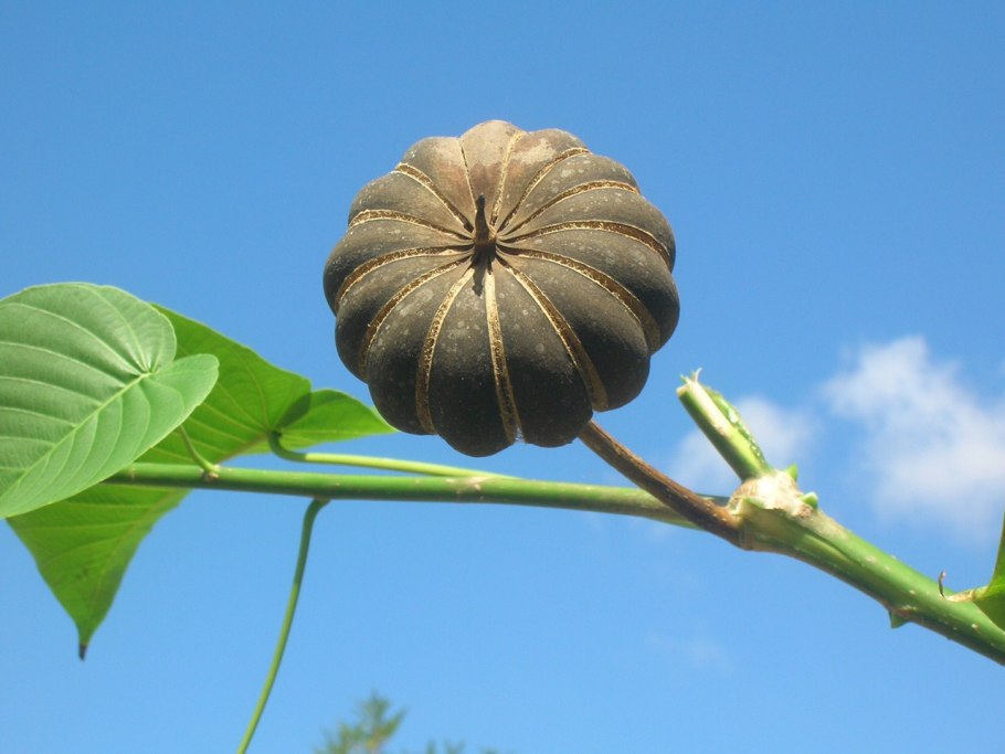 Хура динамитное дерево