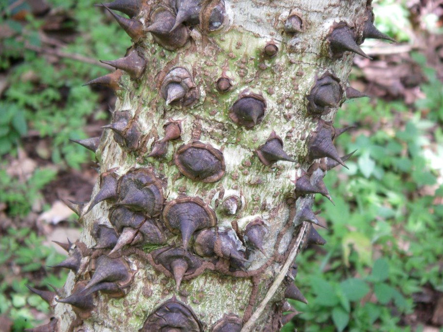 ГУРА Крепитанс