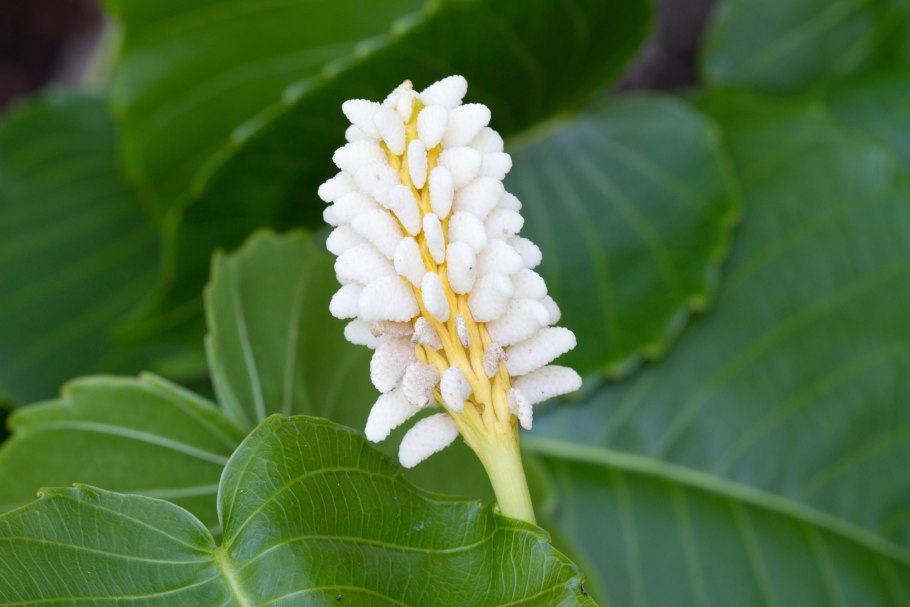 Эуптелея многотычинковая