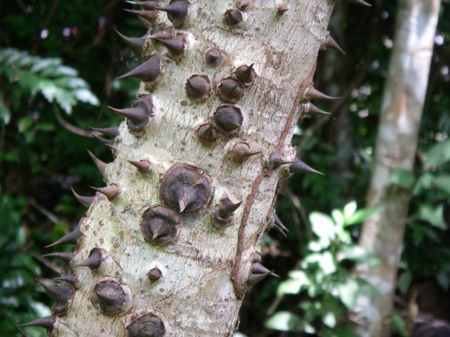 Дерево хура взрывающаяся