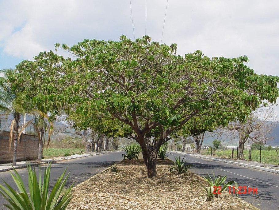 Дерево хура