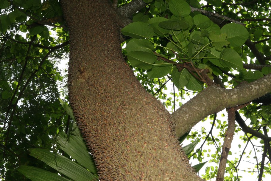 Брахихитон бутылочное дерево