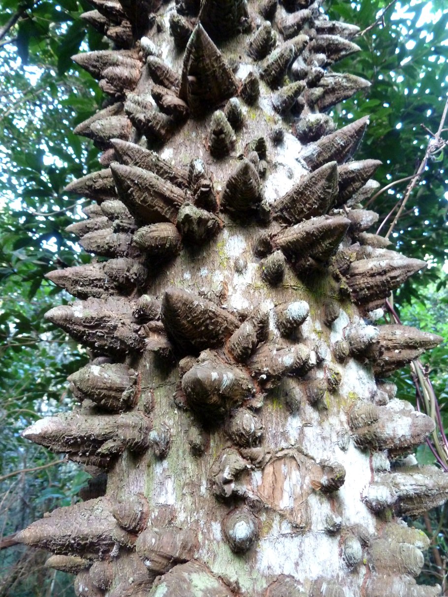 Динамитное дерево фото