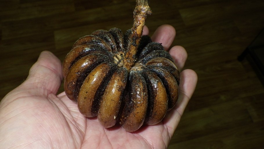 Хура динамитное дерево