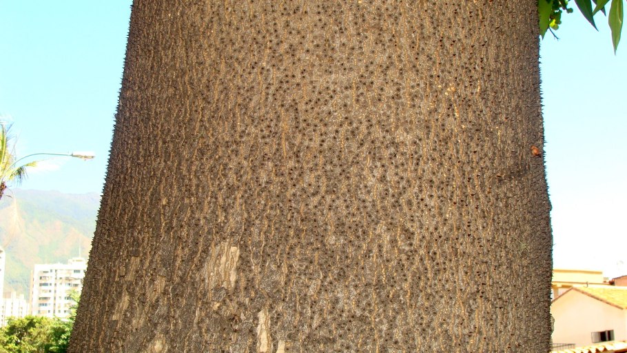 Дерево Динамит хура