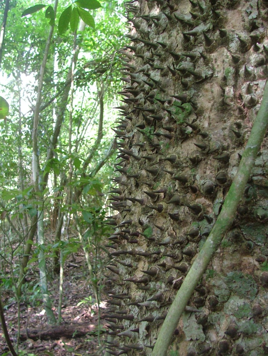 Дерево хура взрывающаяся