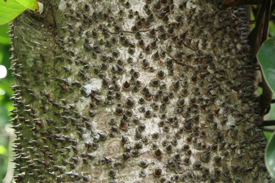 ГУРА Крепитанс дерево