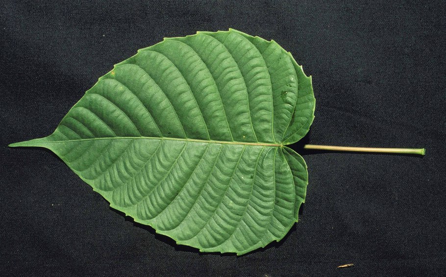 Баобаб бутылочное дерево