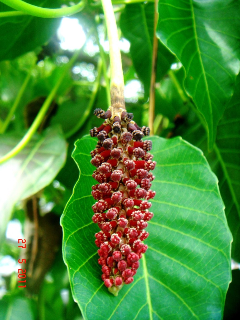 Динамитное дерево фото