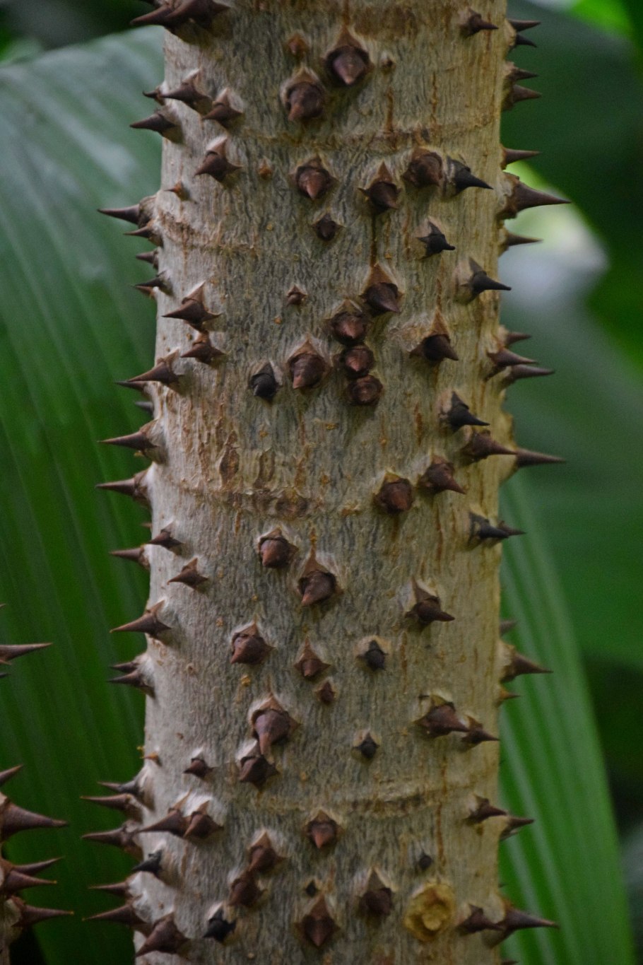 ГУРА Крепитанс дерево