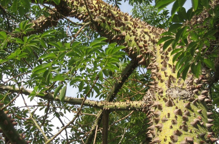 Дерево Динамит хура