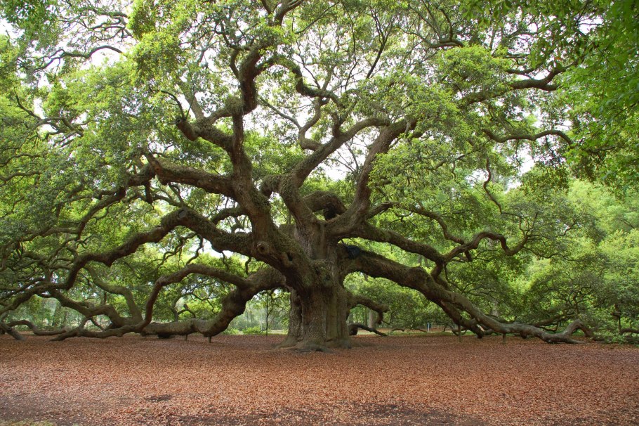 Areca nut перевод