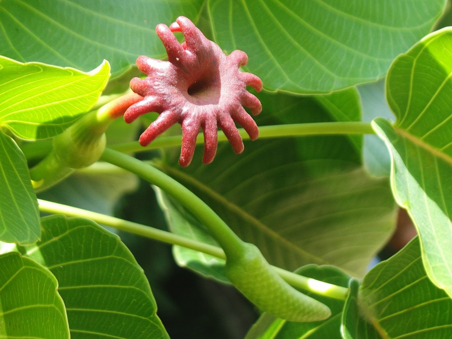 Дерево Динамит хура