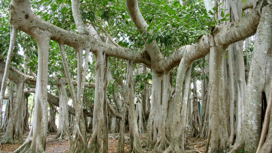 Каштан (плоды)