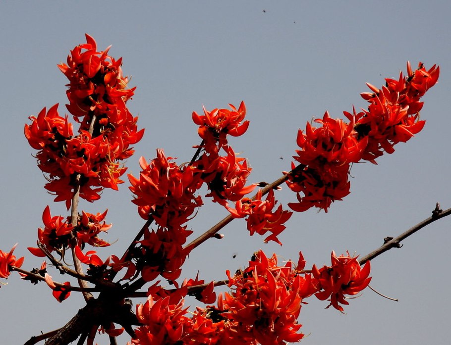 Непентес (кувшиночник) Nepenthes