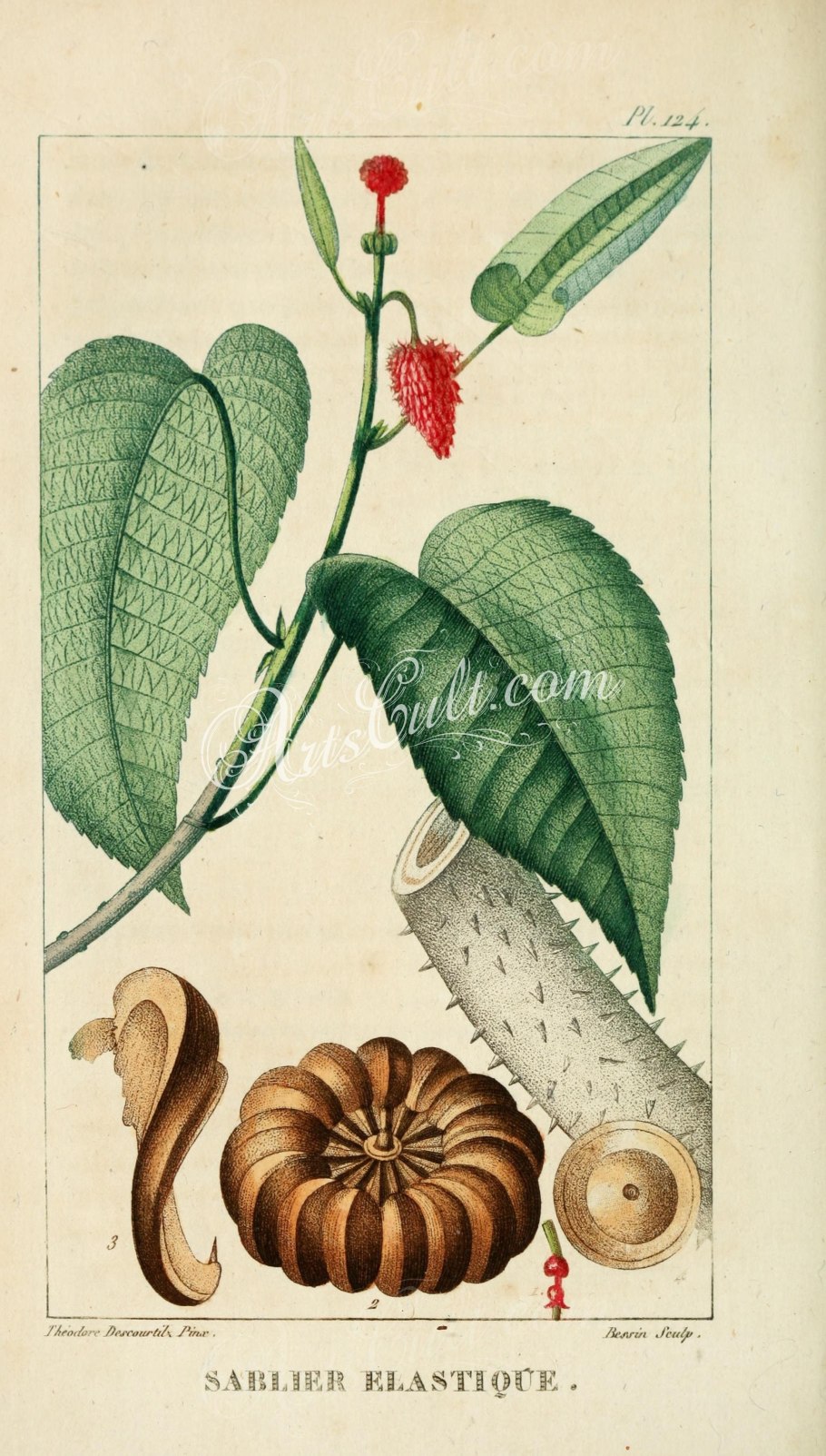 Калир-Канда растение в Индии