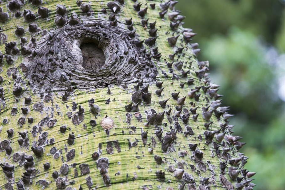 Дерево с колючками