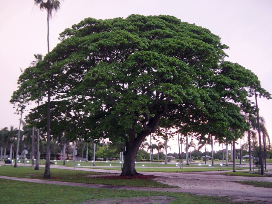 Дерево Динамит хура