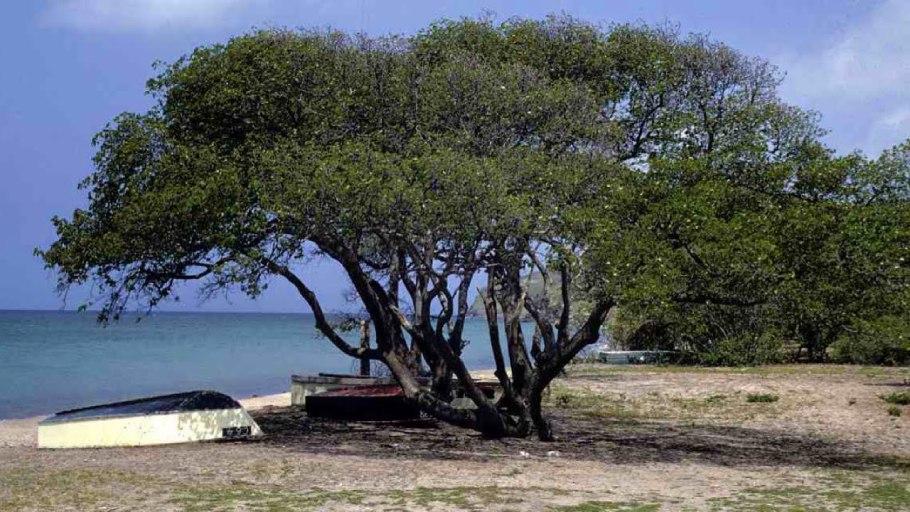 Джекфрут плод