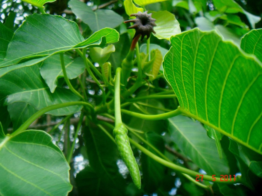 Дерево Динамит хура