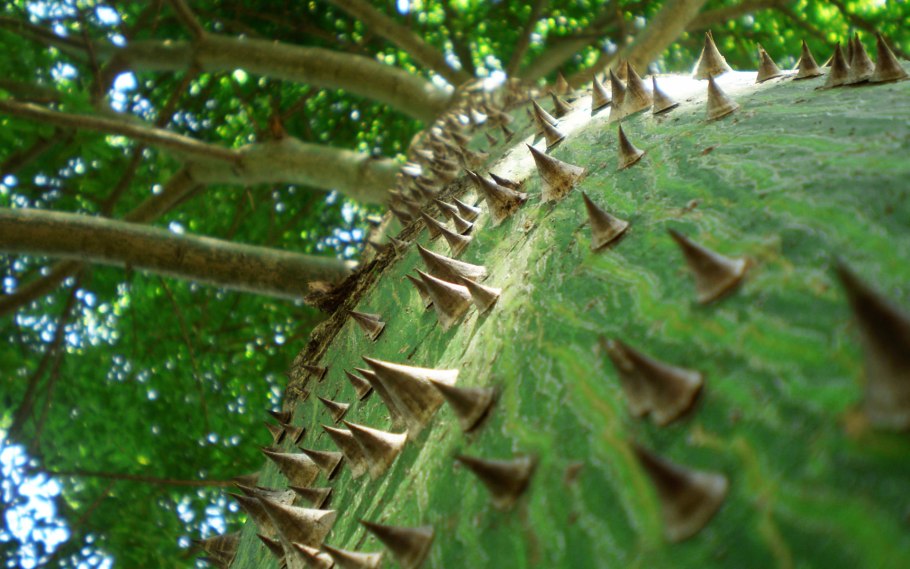 В Крыму ядовитые деревья с плодами