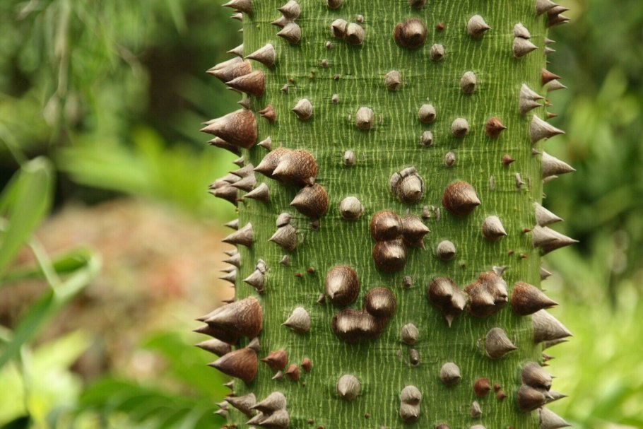 Дерево Динамит хура