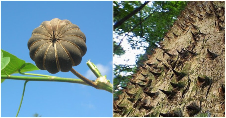 Фагара крупнолистная