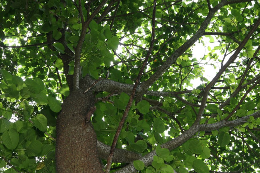 Дерево хура