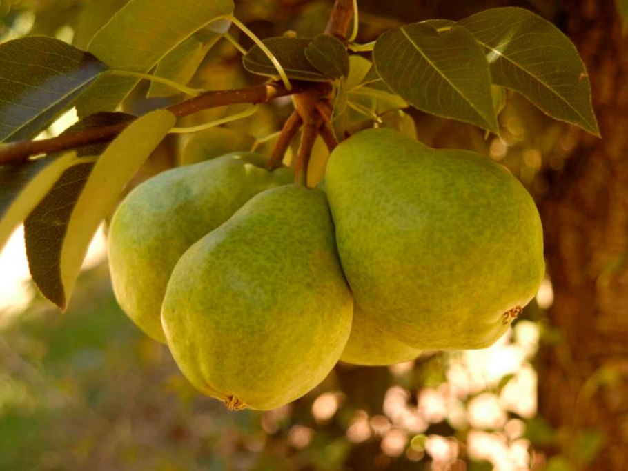 Груша колоновидная сорта для Урала