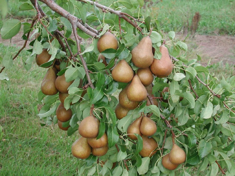 Груша Лесная Pyrus
