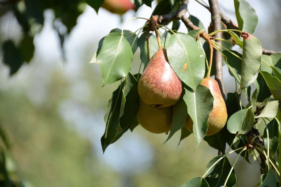 Груша Армут