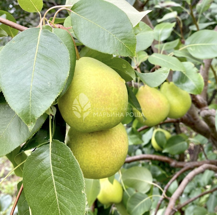 Japanese Pear Pyrus pyrifolia