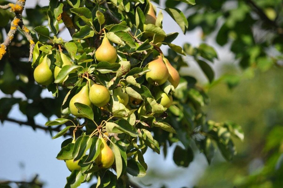Сорт груши Хечечури