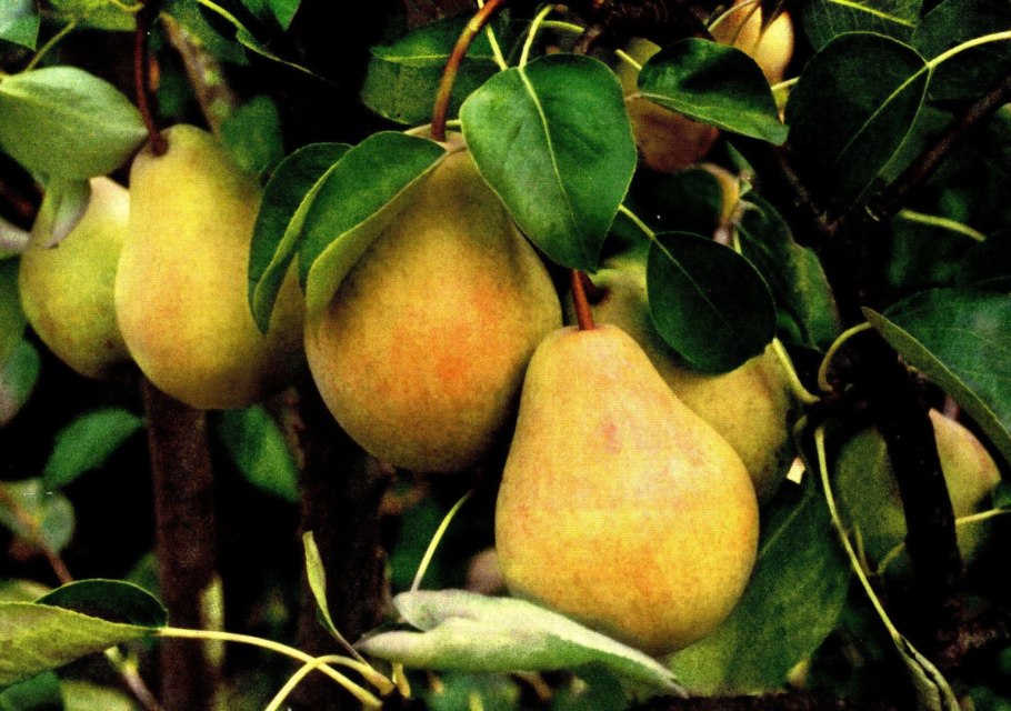 Груши аббат 1.1-1.3 кг