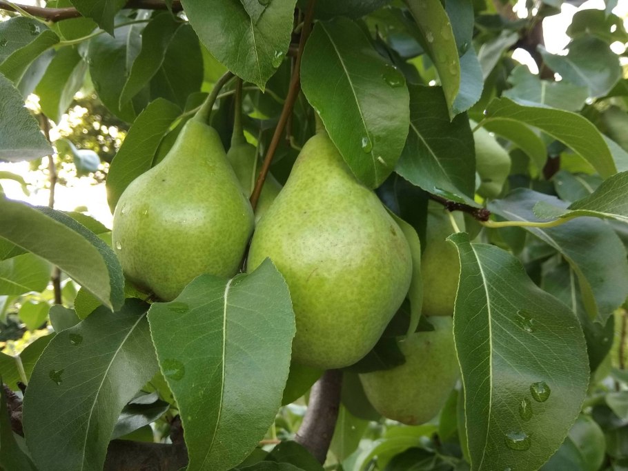 Дикая груша дичка