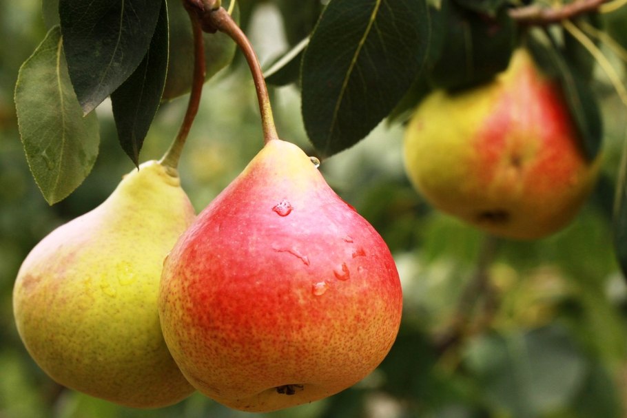 Pyrus nivalis листья