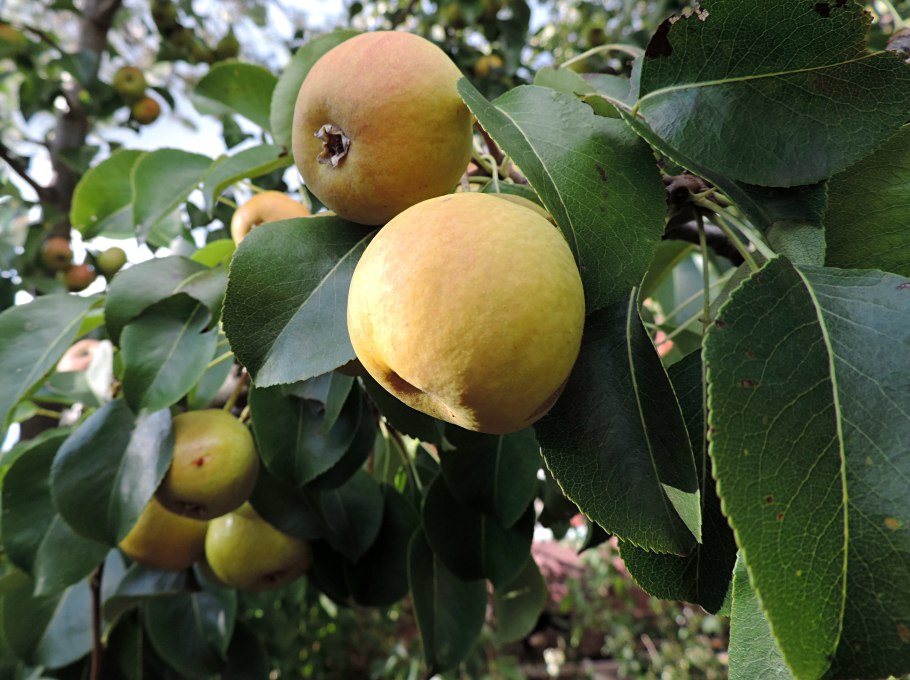 Груша грушелистная цветение