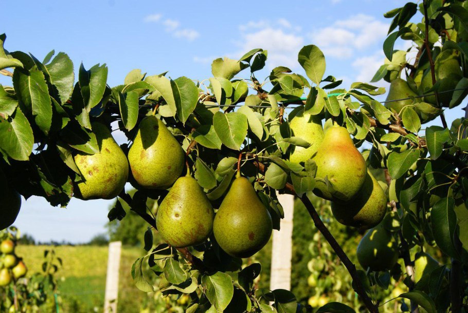 Груша мелкая