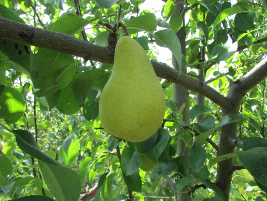 Лесная груша дичка