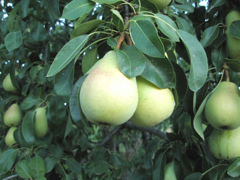 Груша грушелистная