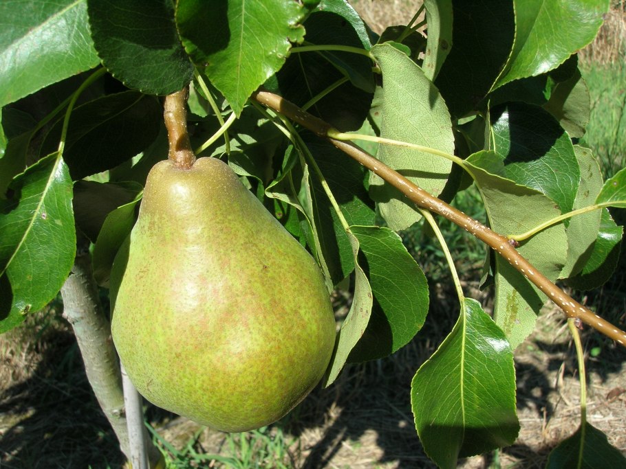 Дерево груша Соната