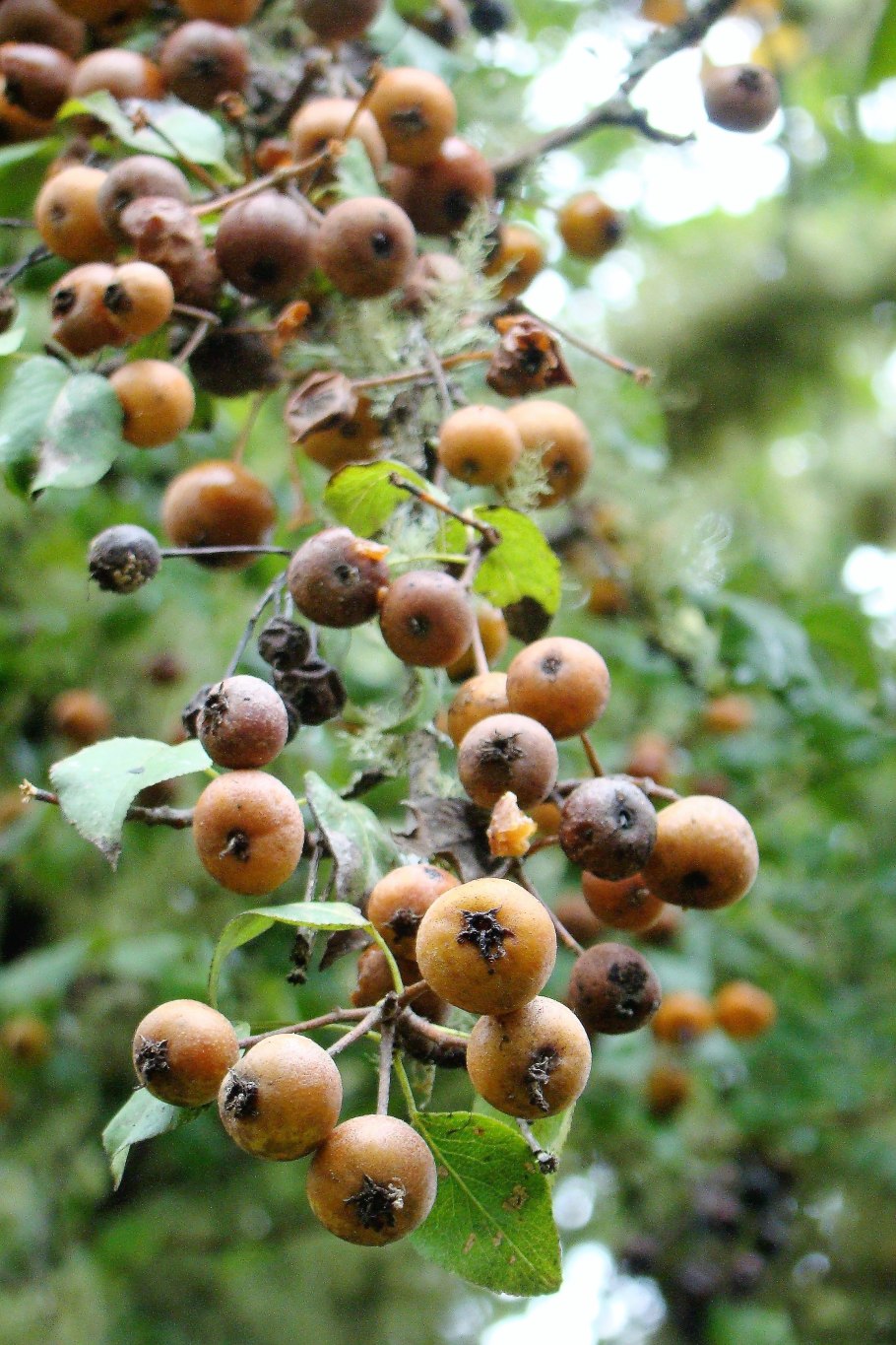 Груша Дикая Лесная