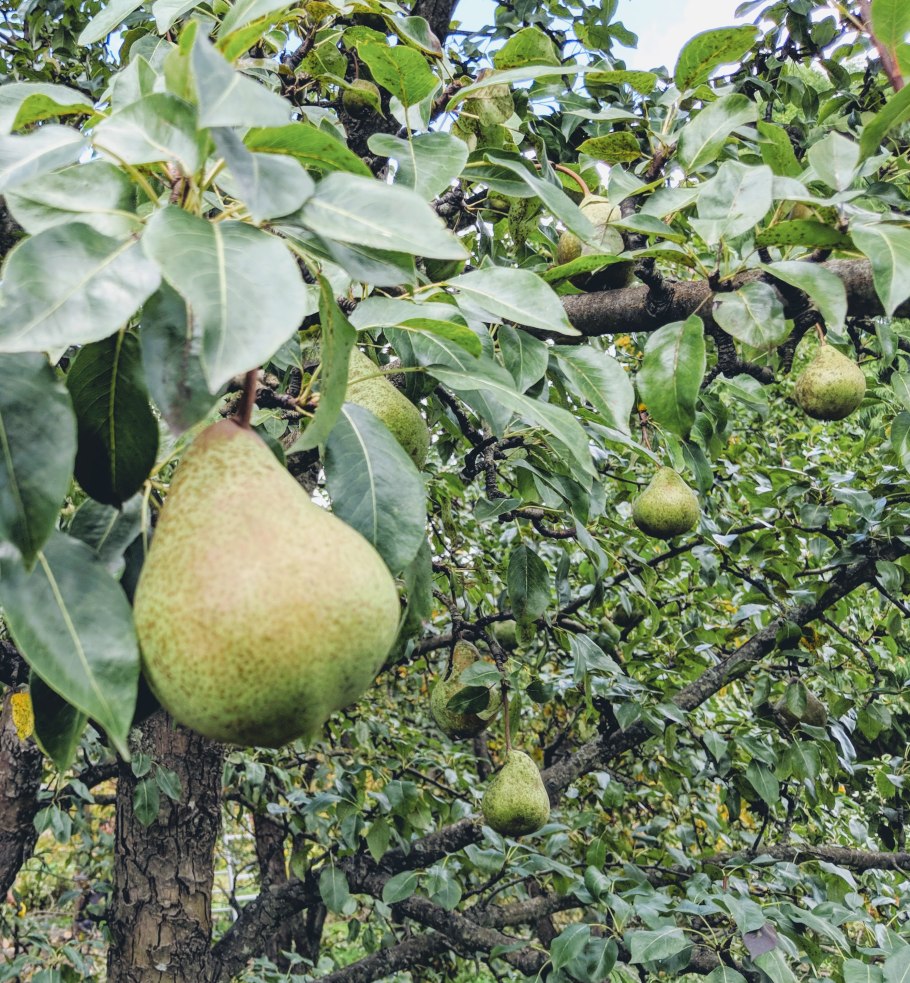 Груши Коржинского Кыргызстан