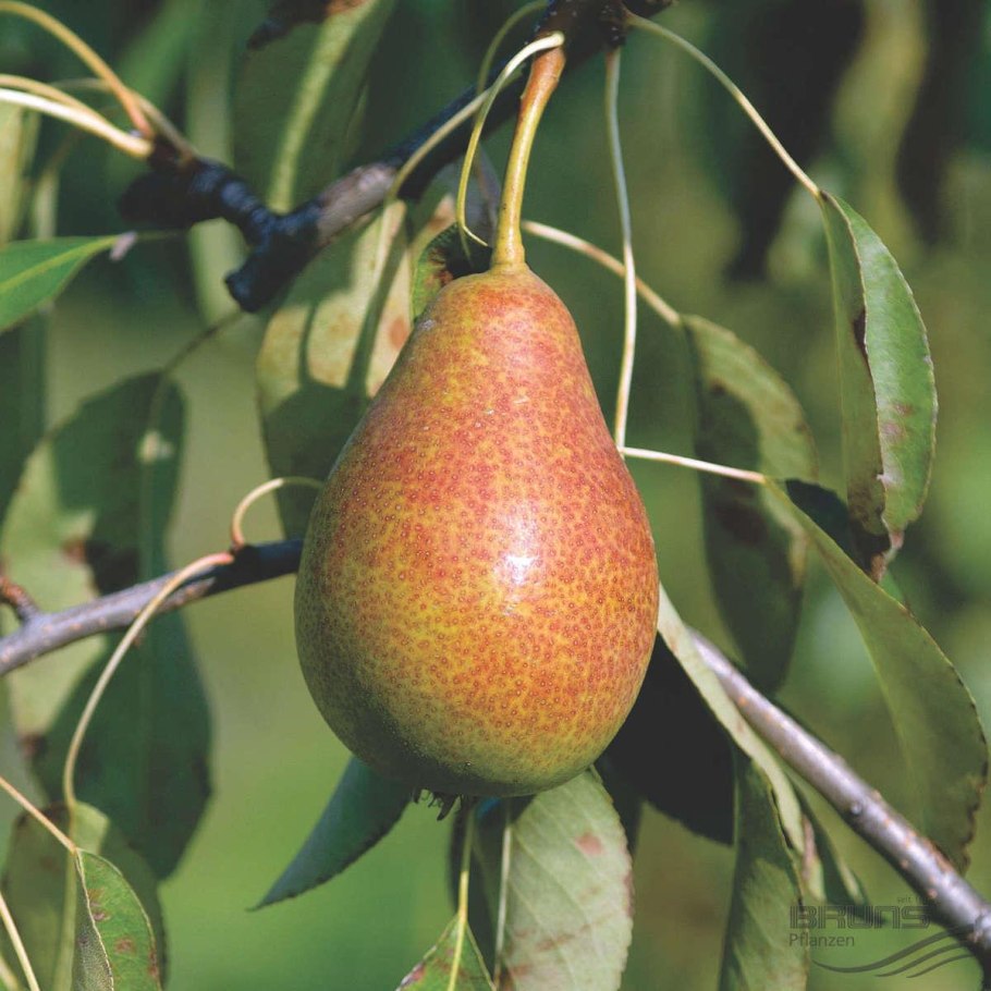 Pyrus communis gute luise