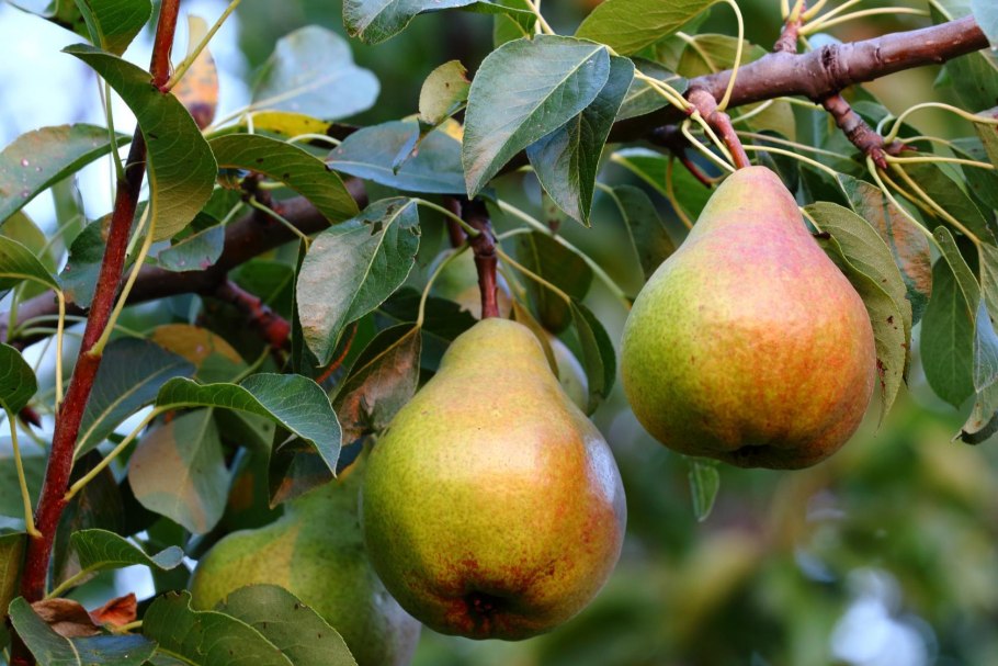 Груша бере Жиффар
