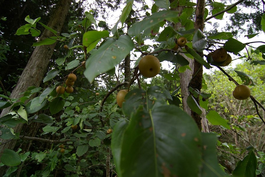 Japanese Pear Pyrus pyrifolia
